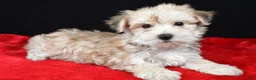 Morkie dogs for sale: Chuckie - Ad 11