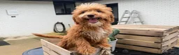 Mini Goldendoodle dogs for sale: Gouda - Ad 1