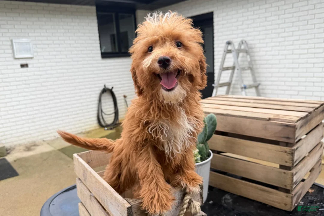 Mini Goldendoodle dogs for sale: Gouda - Ad 1