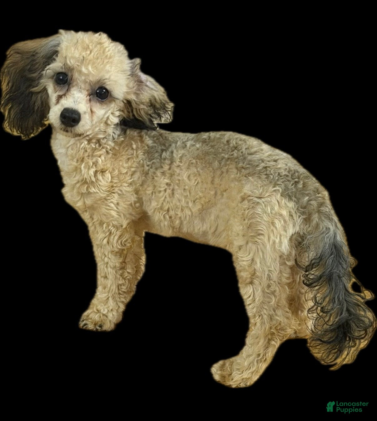 Toy Poodle dogs Rome  - Ad 2
