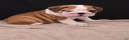 English Bulldog dogs for sale: Thor - Ad 19