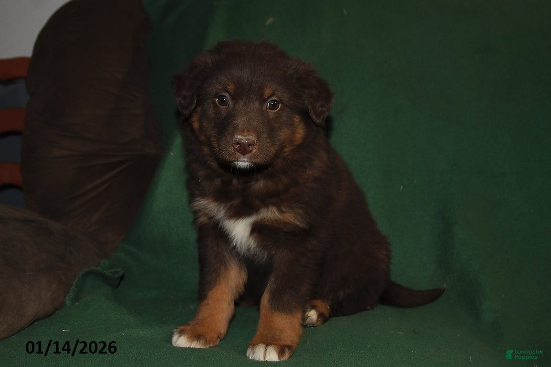 Mixed Breed dogs for sale: Chloe - Ad 3