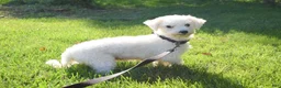 Maltese dogs for sale: Mason 🦴 - Ad 8