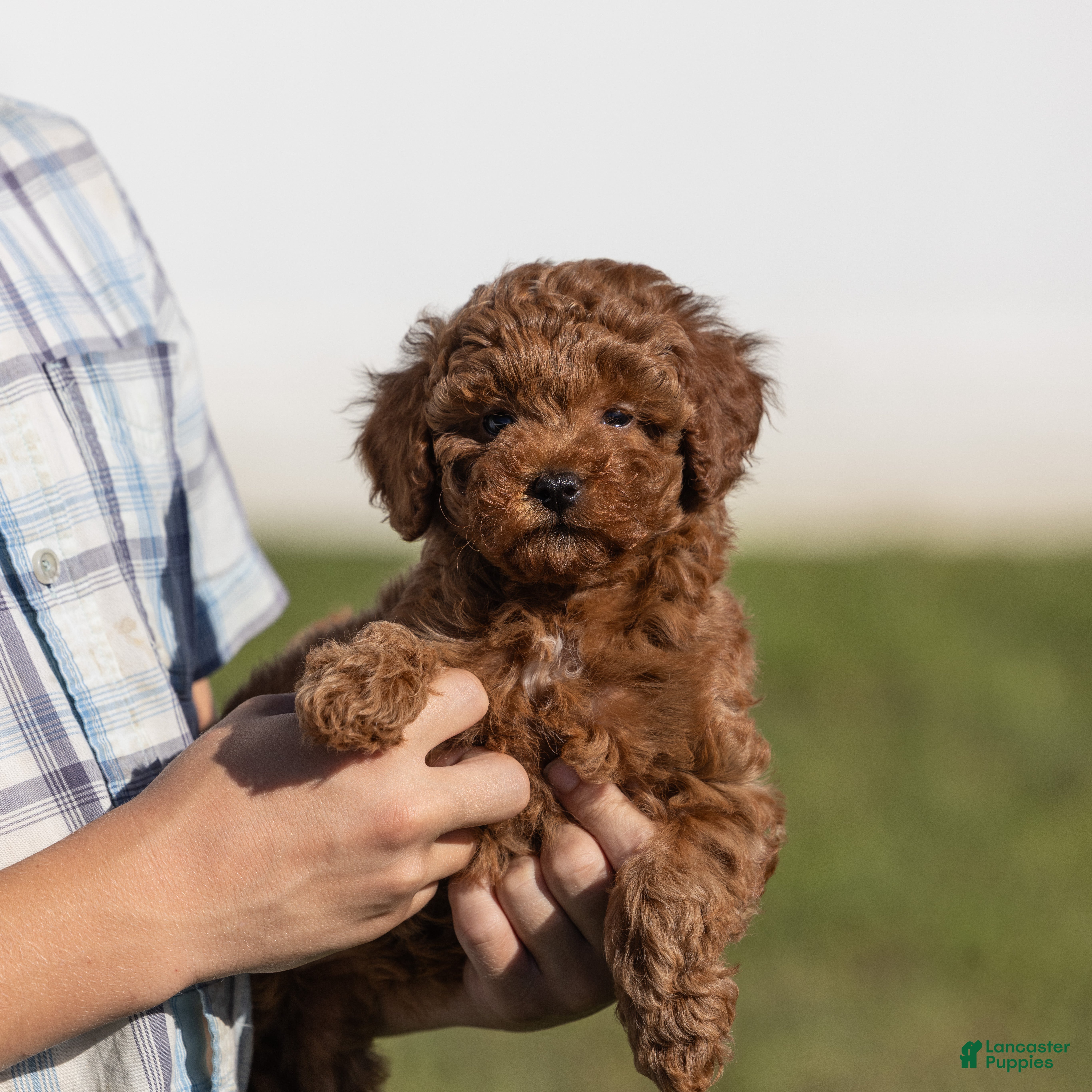 Miniature Poodle dogs Euphoria  - Ad 2