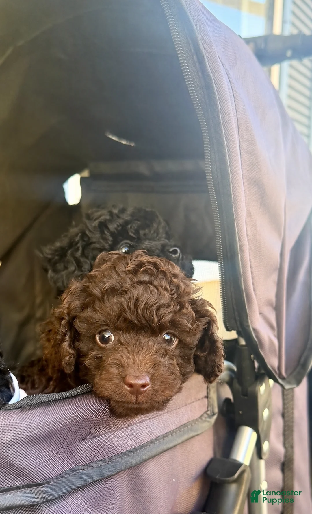 Toy Poodle dogs for sale: Toy Poodle 2 - Ad 1