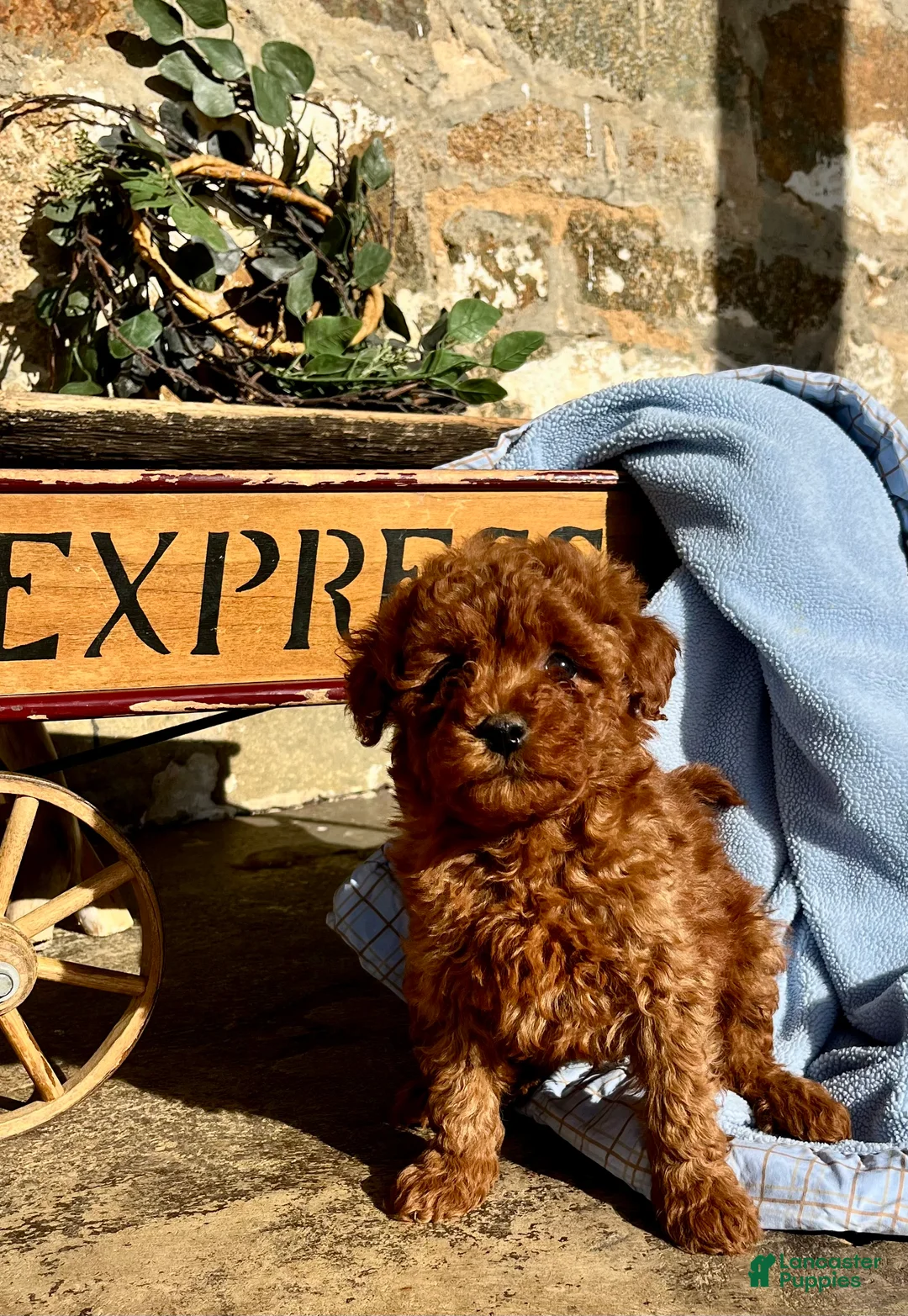 Toy Poodle dogs for sale: Little Doughnut❤️🐾AKC 7/8 pound❤️Call or text 717-940-9223 - Ad 1