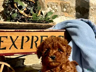 Toy Poodle dogs Little Doughnut❤️🐾AKC 7/8 pound❤️Call or text 717-940-9223 - Ad 1