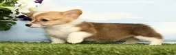 Welsh Corgi Pembroke dogs for sale: Kiwi - Ad 3