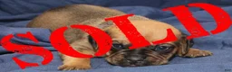 Puggle dogs for sale: Chewy - Ad 37