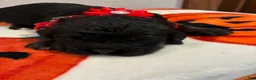 Cockapoo dogs for sale: Cockapoo 4 - Ad 3
