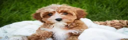 Cavapoo dogs for sale: Harper - Ad 6