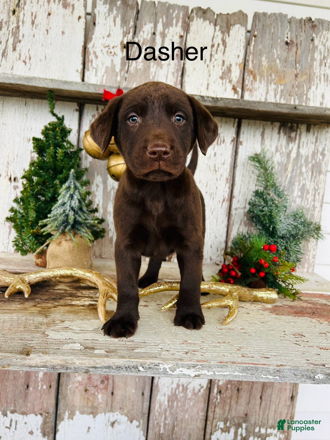 Labrador Retriever dogs for sale: Dasher - Ad 1