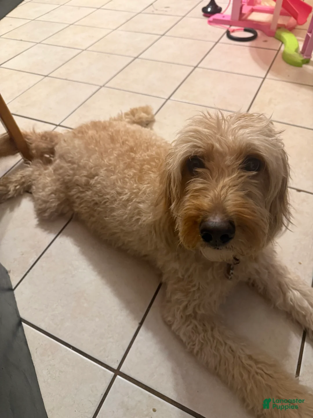 Goldendoodle dogs for sale:  Tommy - Blue - Ad 3