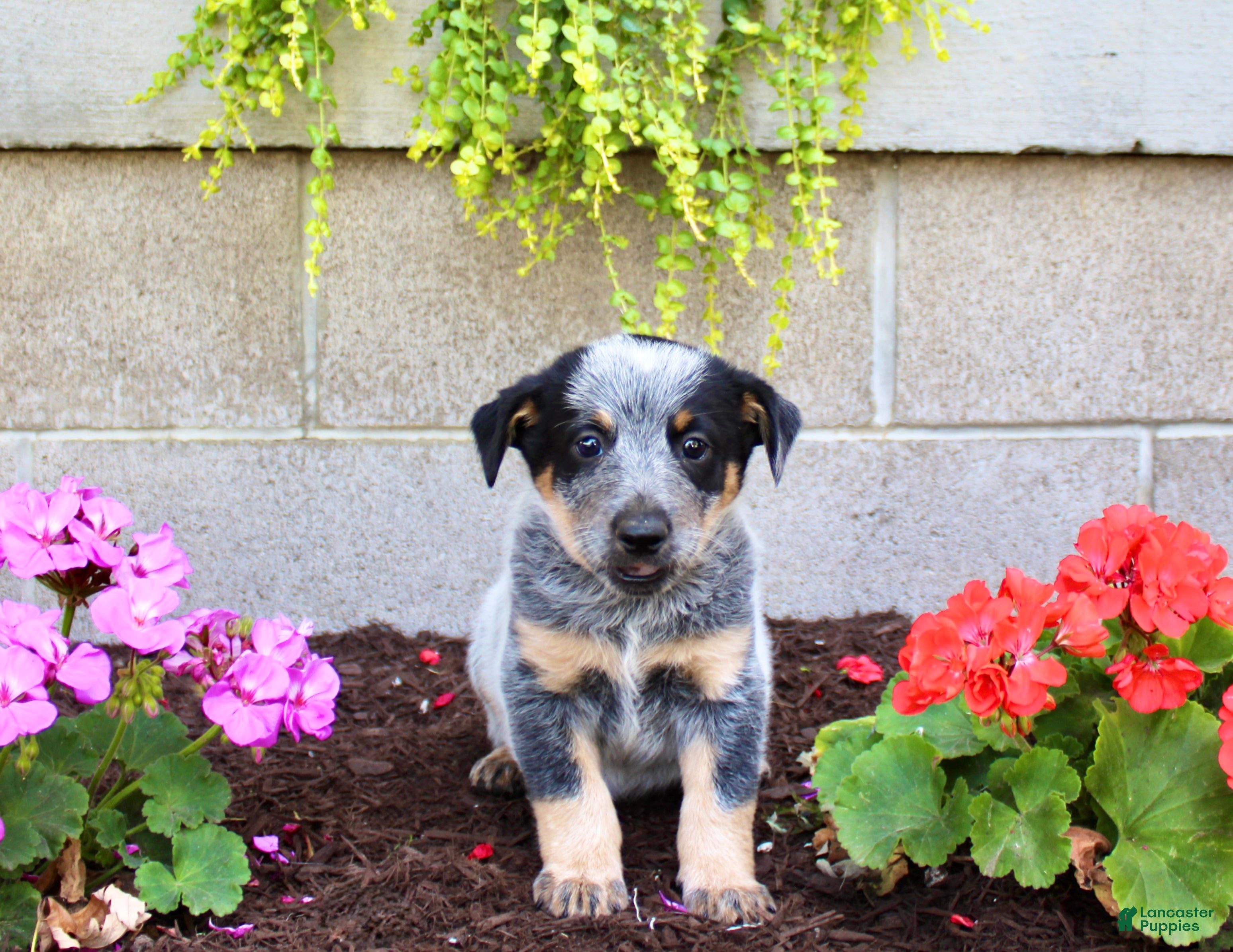 Australian Cattle Dog dogs Buddy - Ad 2