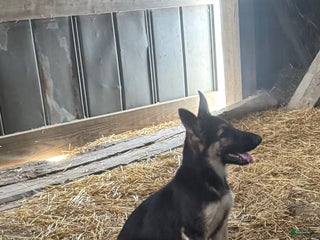 German Shepherd dogs - Ad 33