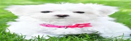 Maltese dogs for sale: Nikki - Ad 9