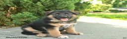 Mixed Breed dogs for sale: Rusty - Ad 4