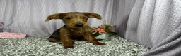 Yorkiepoo dogs for sale: Yorkiepoo 1 - Ad 5