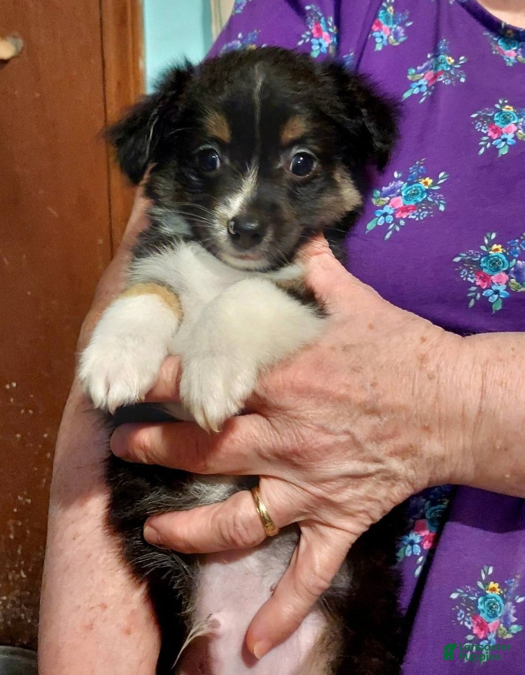 Toy Australian Shepherd dogs for sale: BEAU - Ad 9