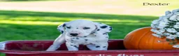 Dalmatian dogs for sale: Dexter - Ad 4