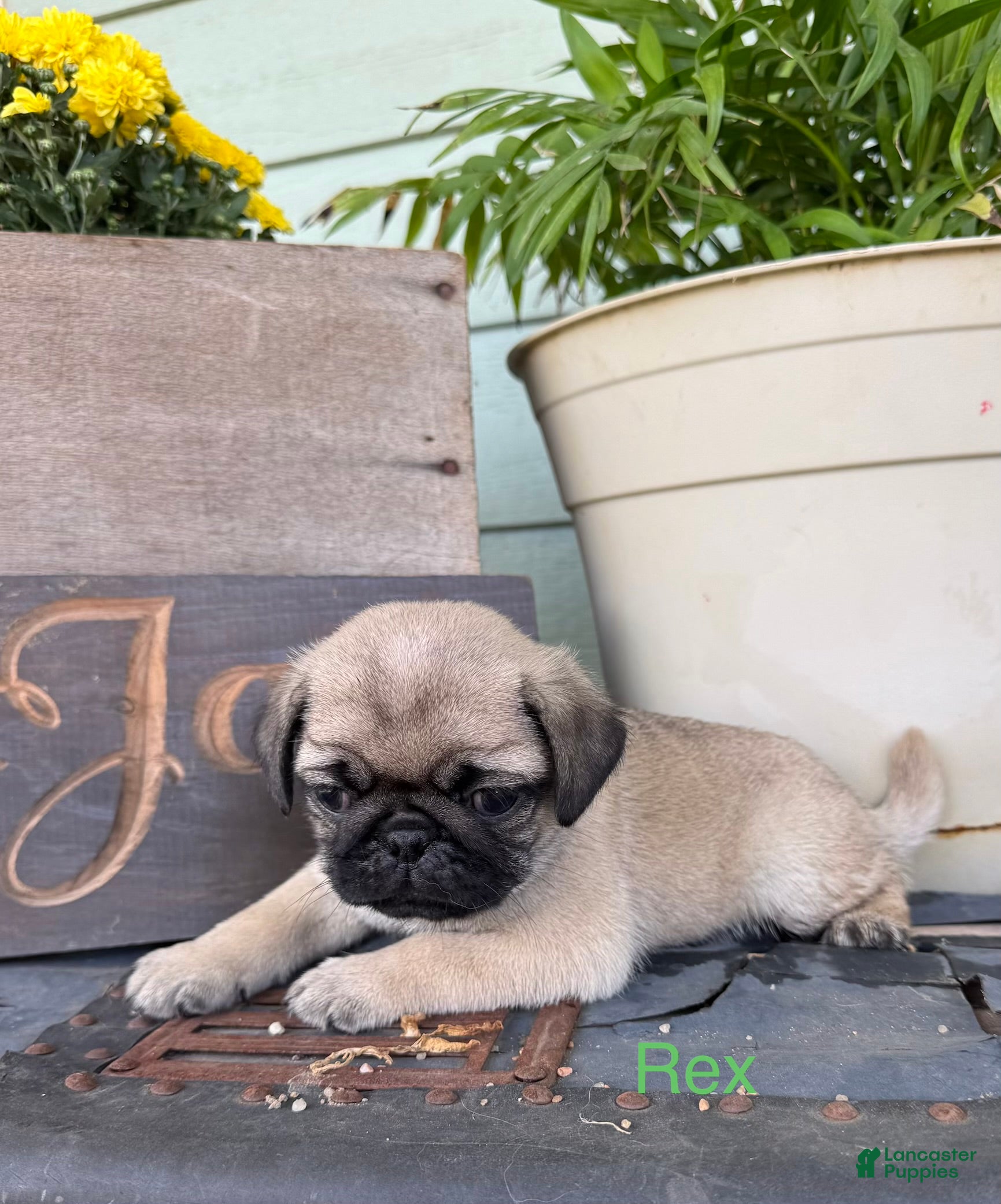 Pug dogs AKC, Rex - Ad 1