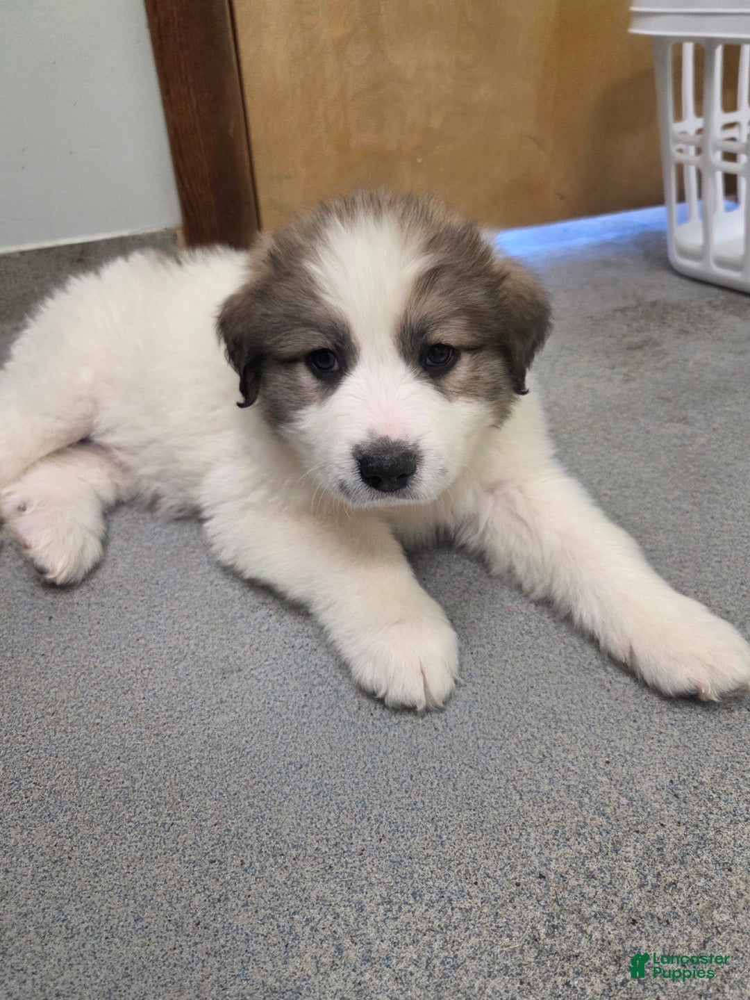 Great Pyrenees dogs for sale: Spot - Ad 15