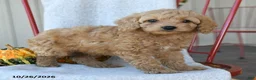 Cockapoo dogs for sale: Biscuit - Ad 1