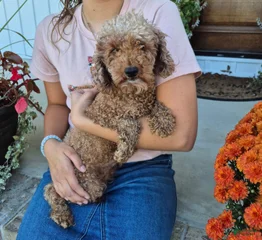 Coco