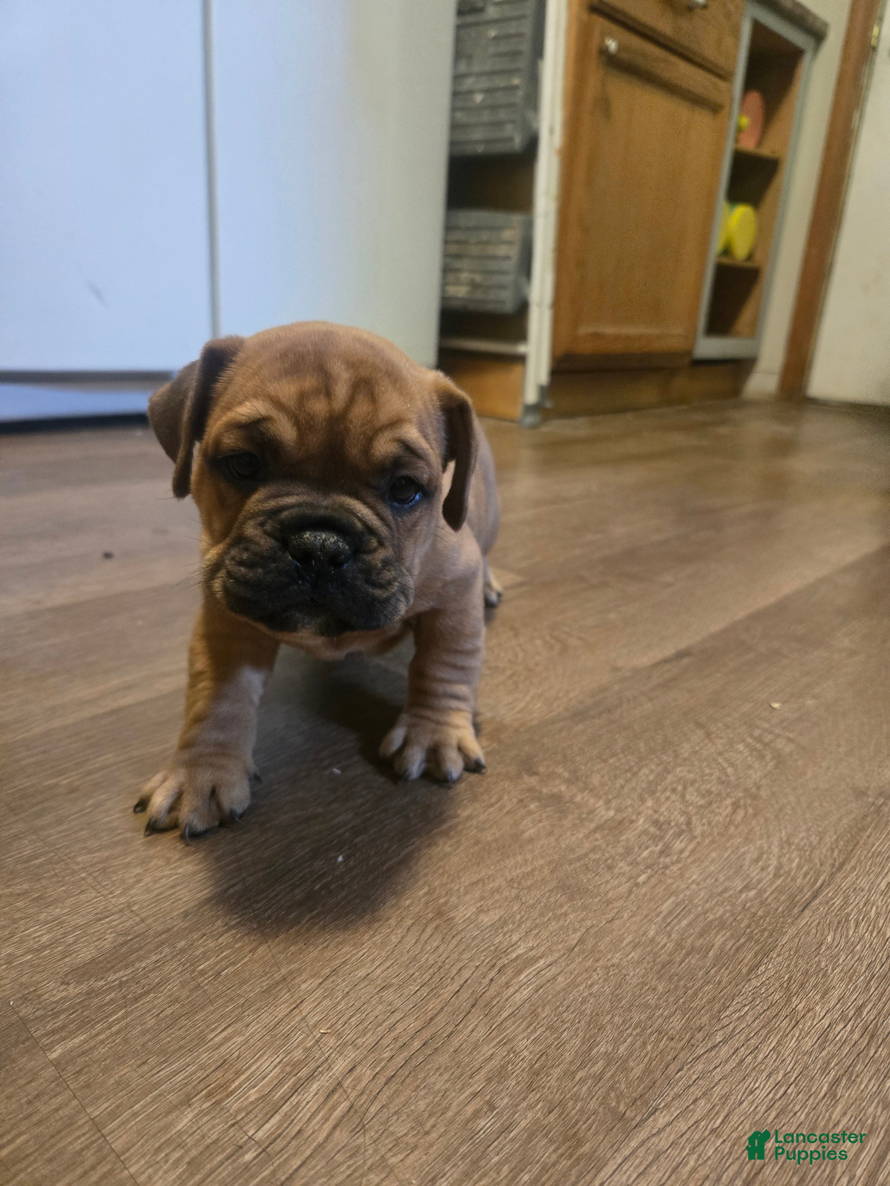 English Bulldog dogs for sale: English Bulldog 1 - Ad 3