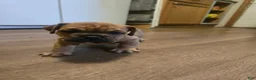 English Bulldog dogs for sale: English Bulldog 1 - Ad 1