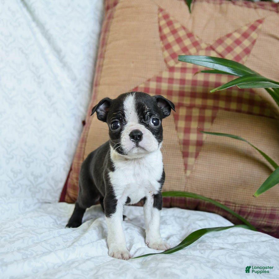 Boston Terrier dogs Honey - Ad 2