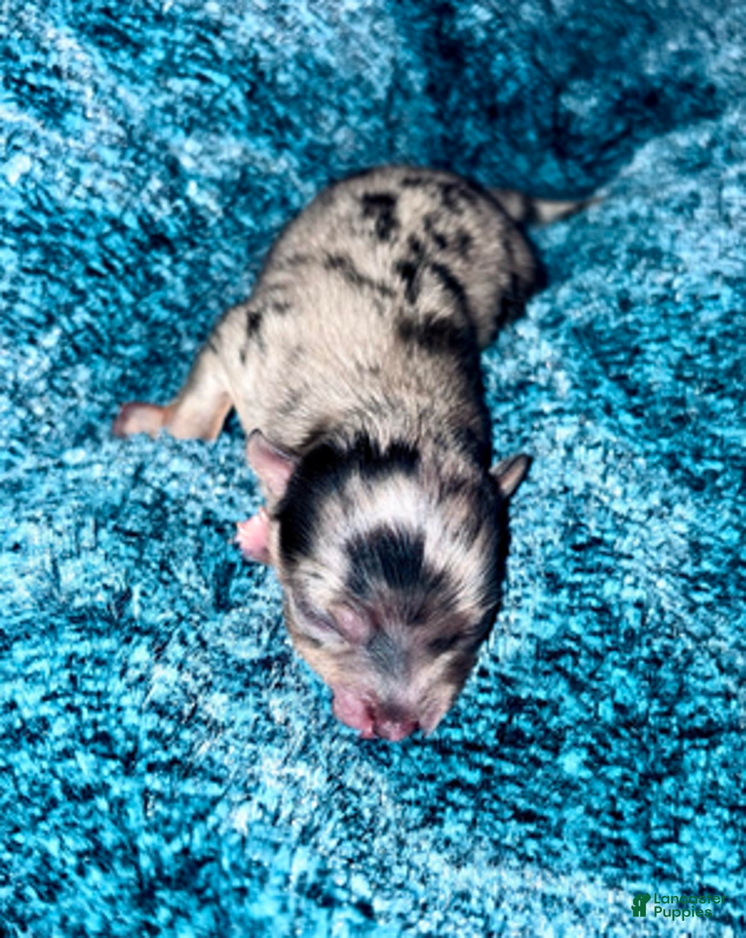 Pomeranian dogs for sale: Neo - Ad 2