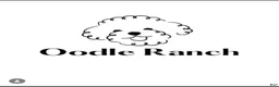 Miniature Poodle dogs for sale: Bronze  - Ad 7