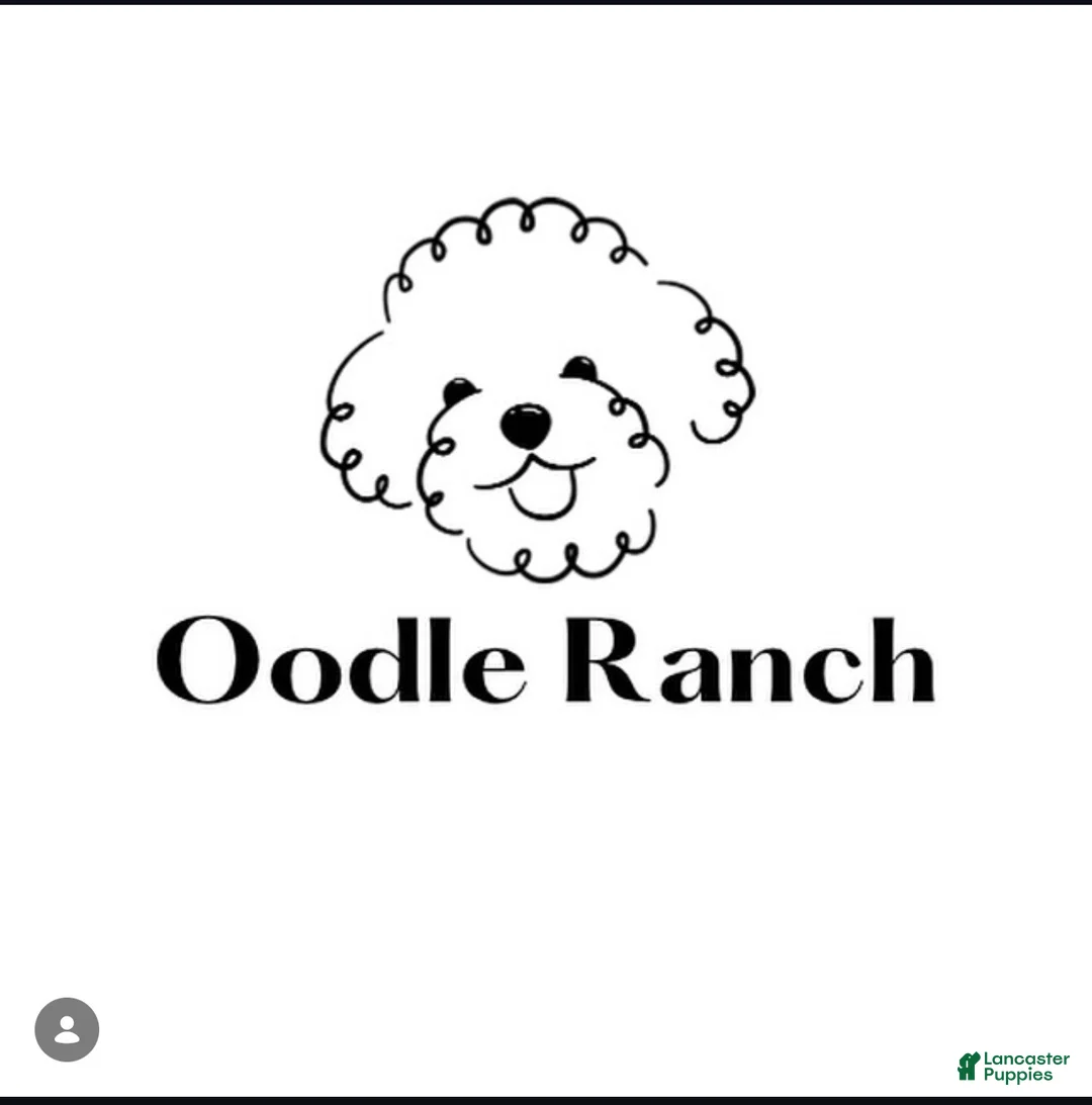 Miniature Poodle dogs for sale: Bronze  - Ad 7