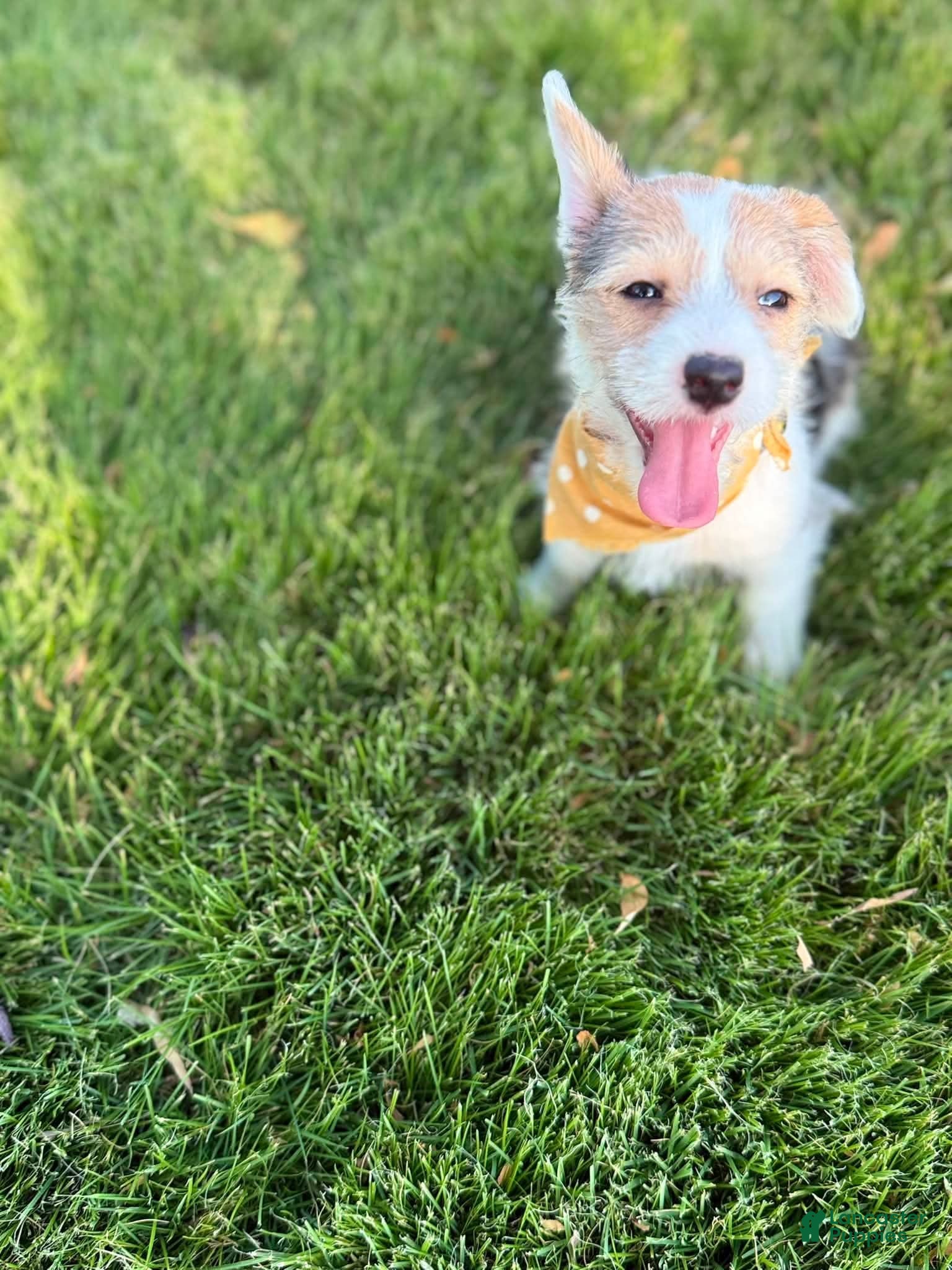 Mixed Breed dogs Lilly - Female - Whie/Black/Brown - Ad 20