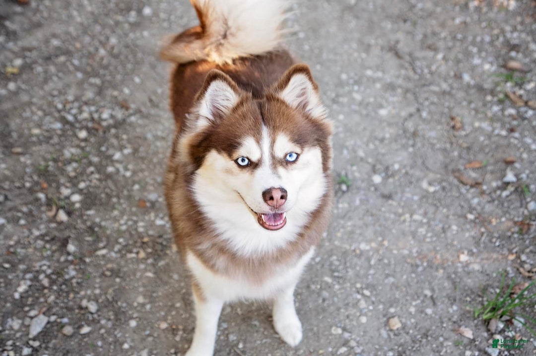 Pomsky dogs for sale: Zephyr - Ad 15