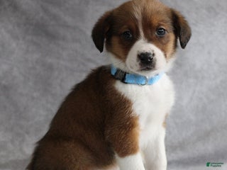 Mixed Breed dogs Argo - Ad 7