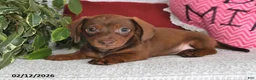 Miniature Dachshund dogs for sale: Homer - Ad 5