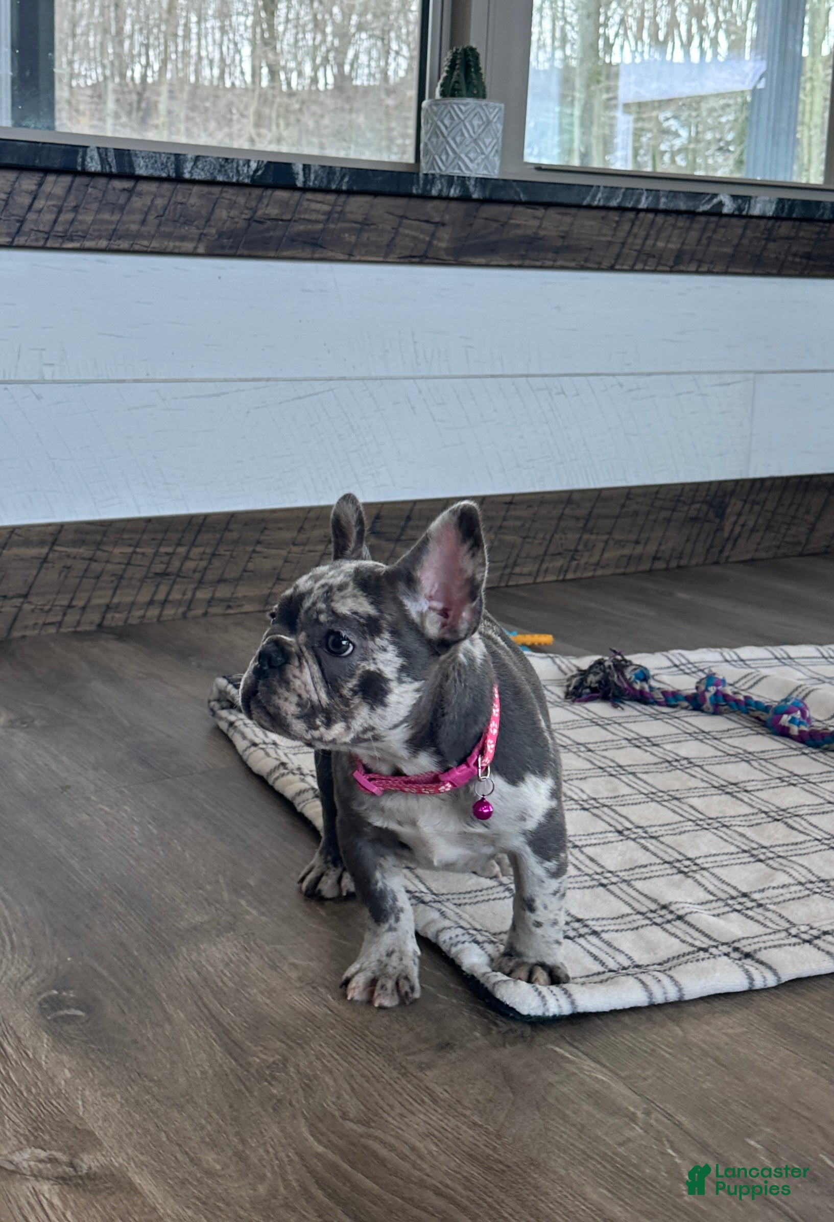 French Bulldog dogs Bailey - Ad 1