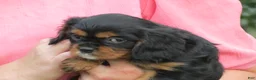 Cavalier King Charles Spaniel dogs for sale: Midnight - Ad 4