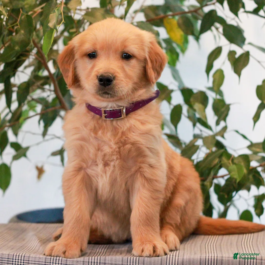Golden Retriever dogs for sale: Petunia  - Ad 1