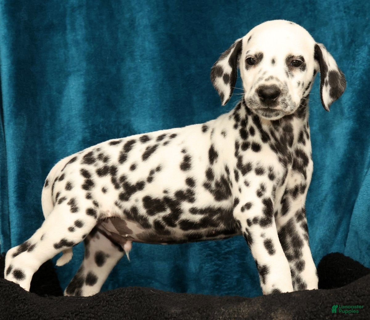 Dalmatian dogs Rambo - Ad 1