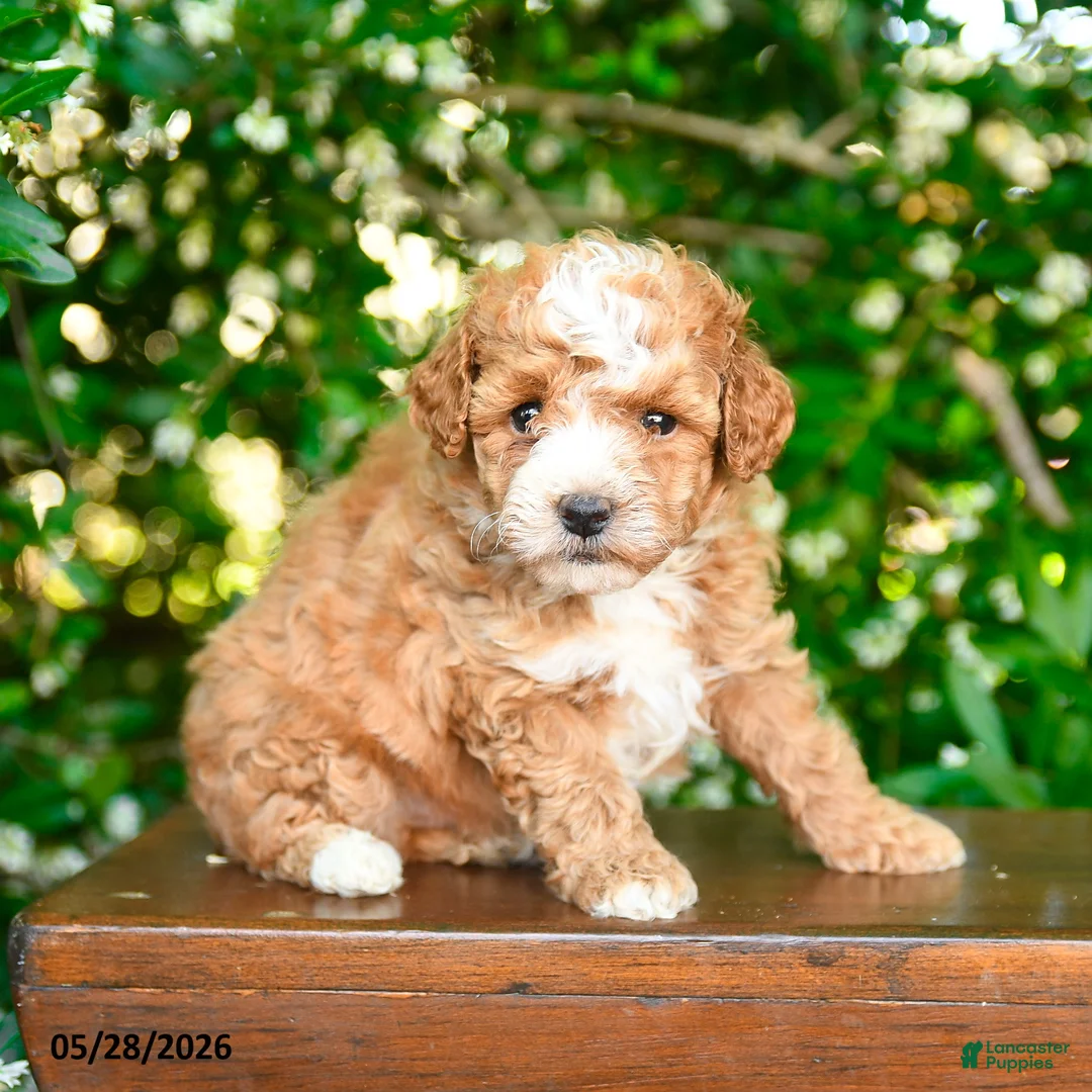Miniature Poodle dogs for sale: Porter - Ad 2