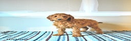 Irish Doodle dogs for sale: Lilly - Ad 2