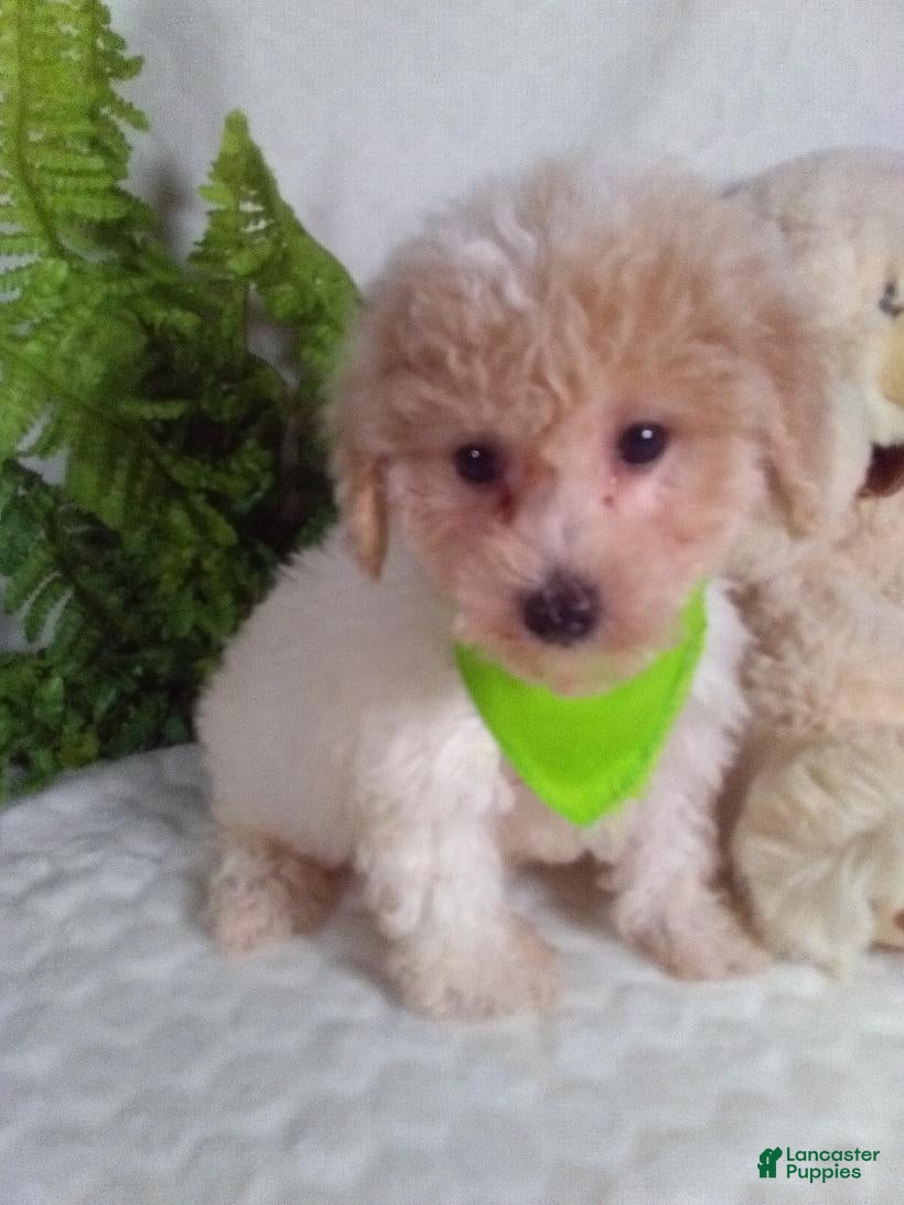 Bichpoo dogs Jax - Ad 1