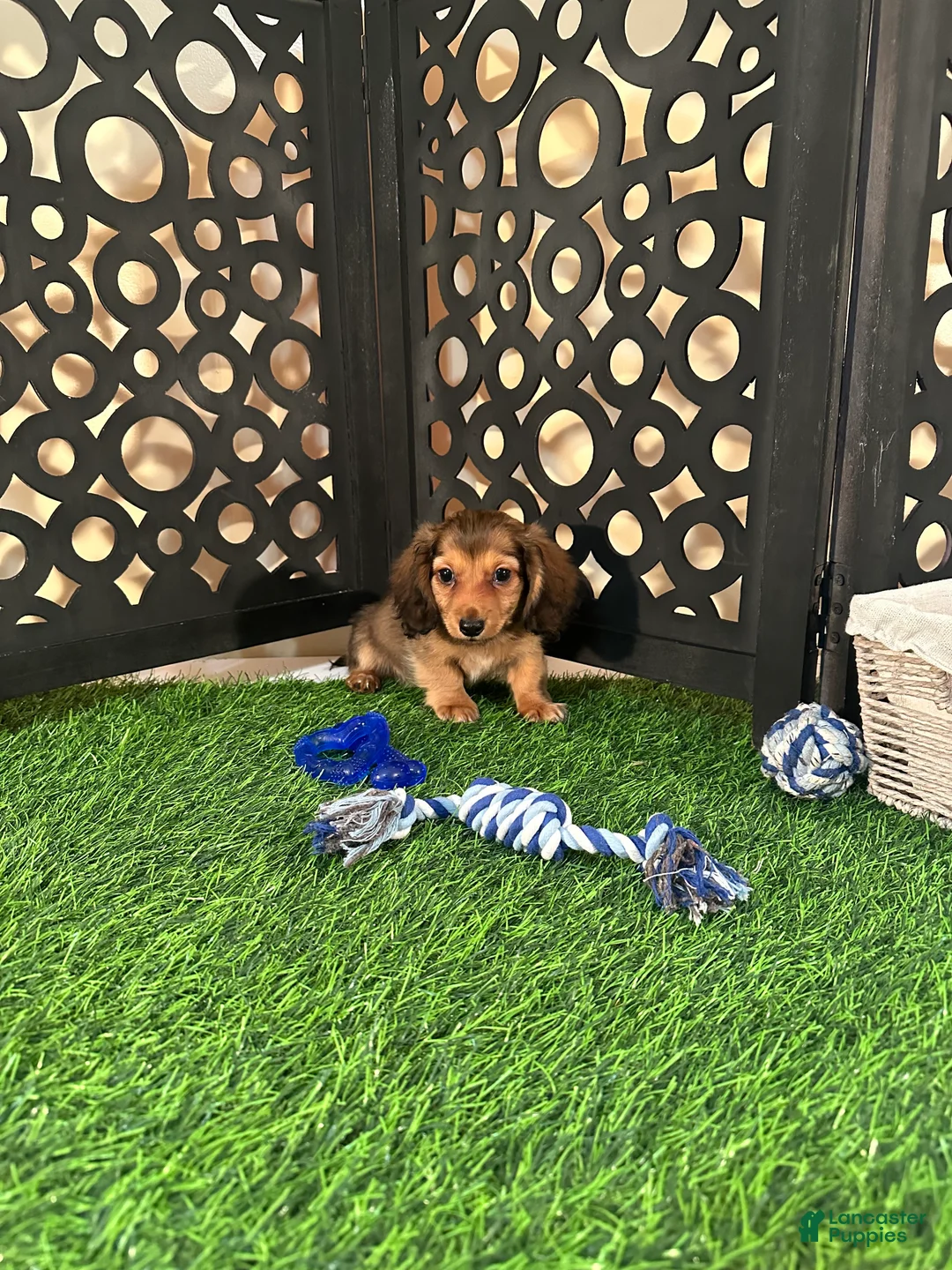 Miniature Dachshund dogs for sale: Cooper Sweet Little Mini Dachshund Puppy - Ad 2