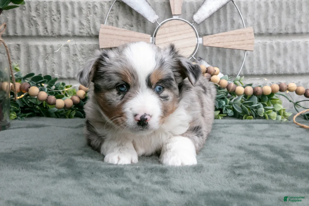 Miniature Australian Shepherd dogs for sale: Cash - Ad 2
