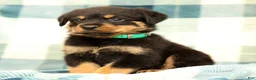 Rottweiler dogs for sale: Thor - Ad 3