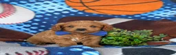 Cavapoo dogs for sale: Dale Hypoallergenic - Ad 3