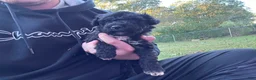Portuguese Water Dog dogs for sale: Ollie - Ad 3